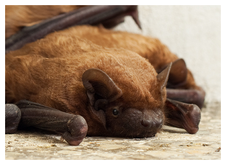 Norfolk Bat Removal