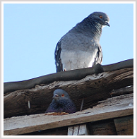 Fairfax Bird Removal