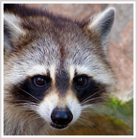 Fairfax Raccoon Removal