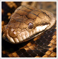 Staunton Snake Removal