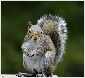 Loudoun County Squirrel Removal